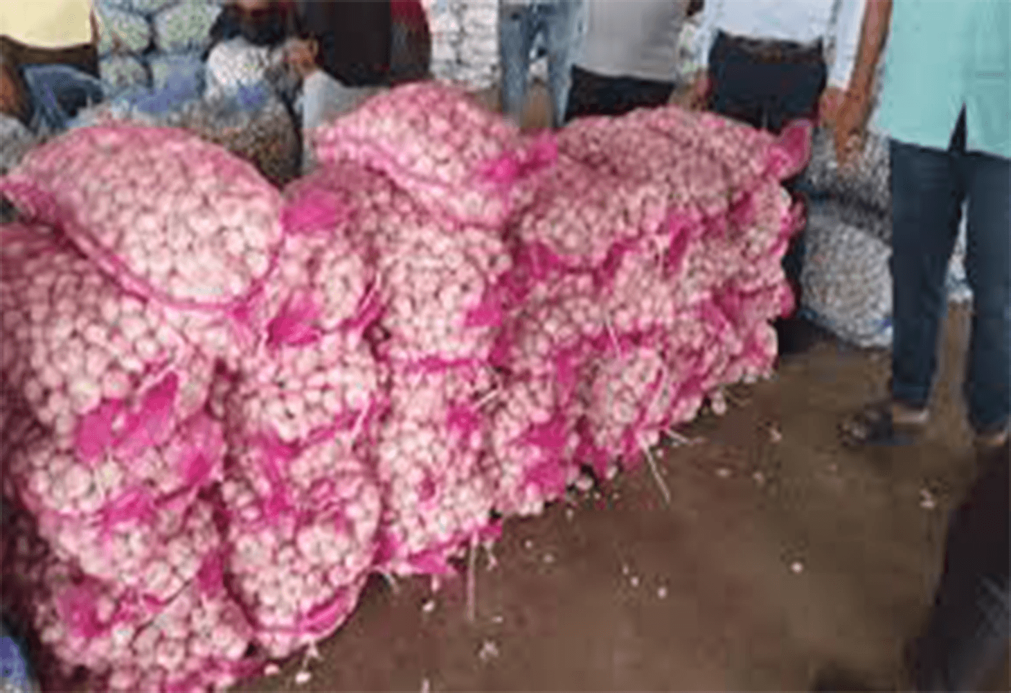 Authorities run into smuggled Chinese garlic in Gondal market yard